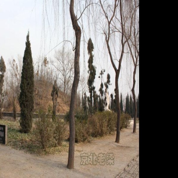 磁县北朝墓群 - 图片3