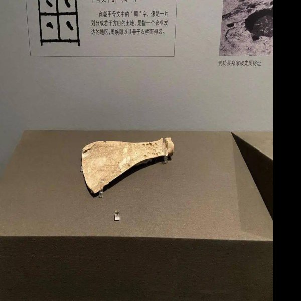 郑家坡遗址 - 图片10