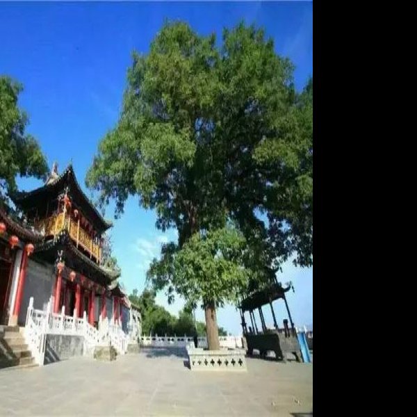 金台观 - 图片7