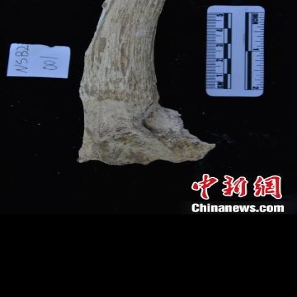 洛南盆地旧石器地点群 - 图片9