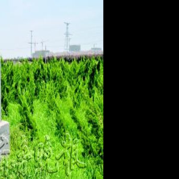 大辛庄遗址 - 图片10