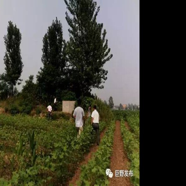 昌邑故城址 - 图片10