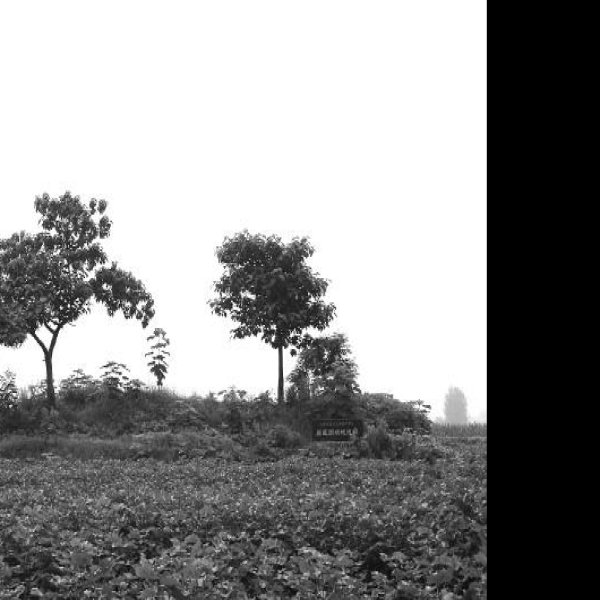昌邑故城址 - 图片7
