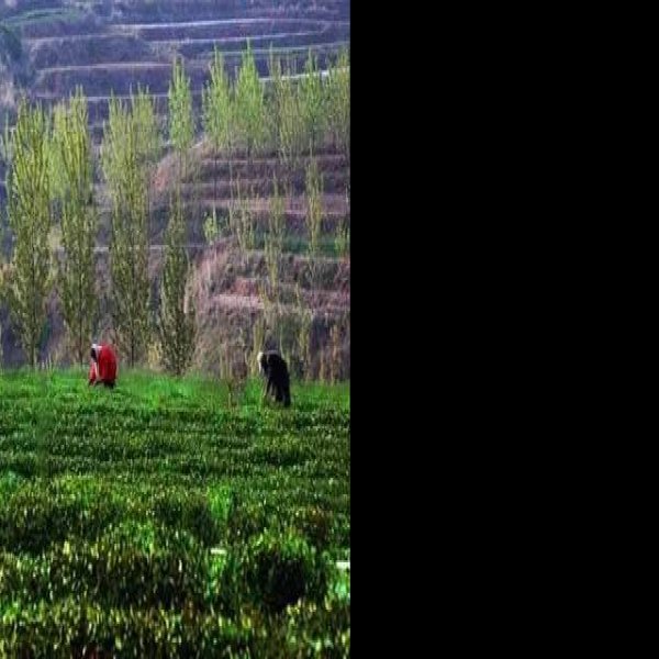 大泽山石刻及智藏寺墓塔林 - 图片5