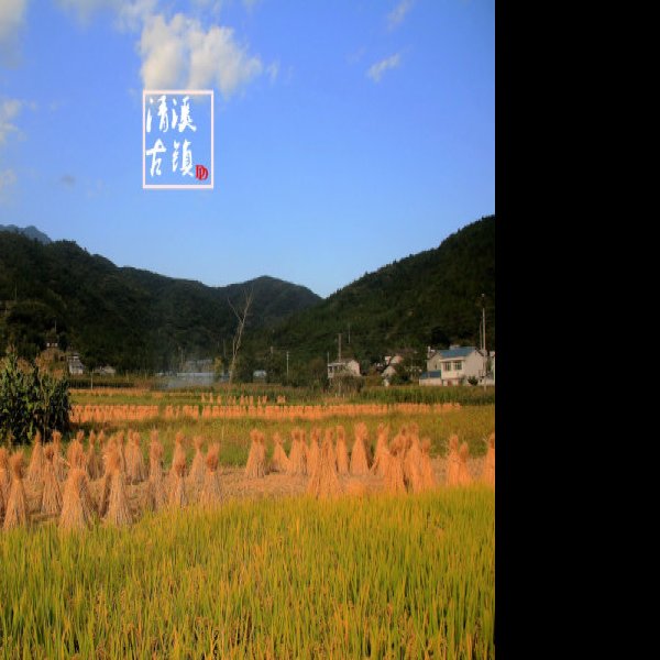唐家河茶马古道 - 图片1