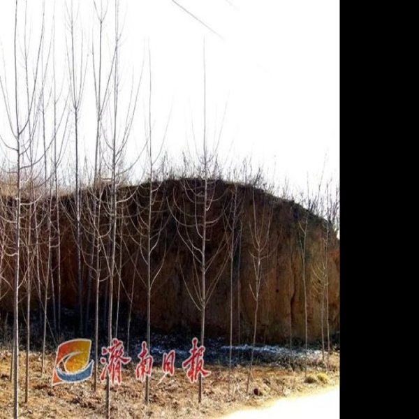 东平陵故城 - 图片6
