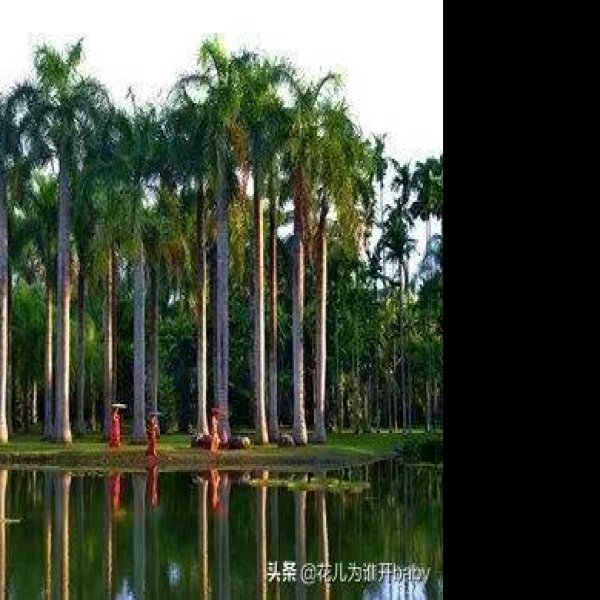 云南西双版纳热带植物园 - 图片1