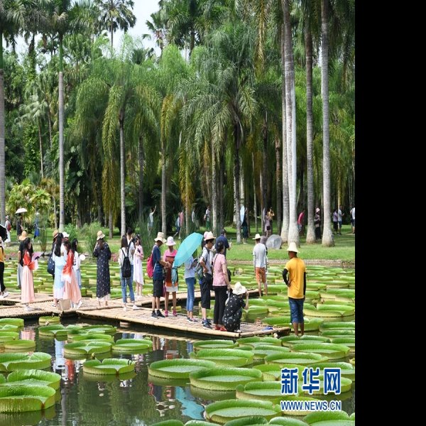 云南西双版纳热带植物园 - 图片10