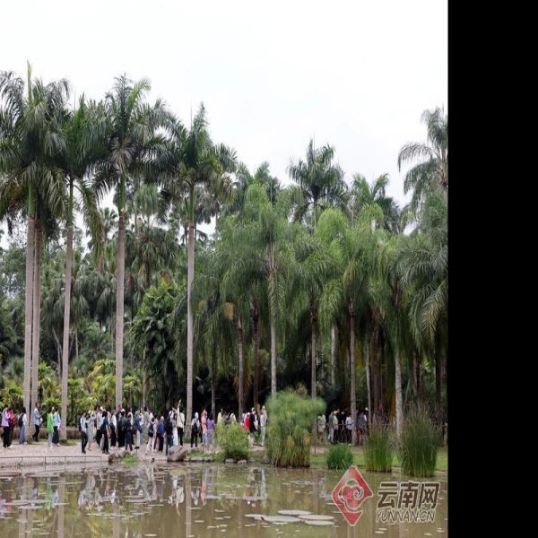 云南西双版纳热带植物园 - 图片2