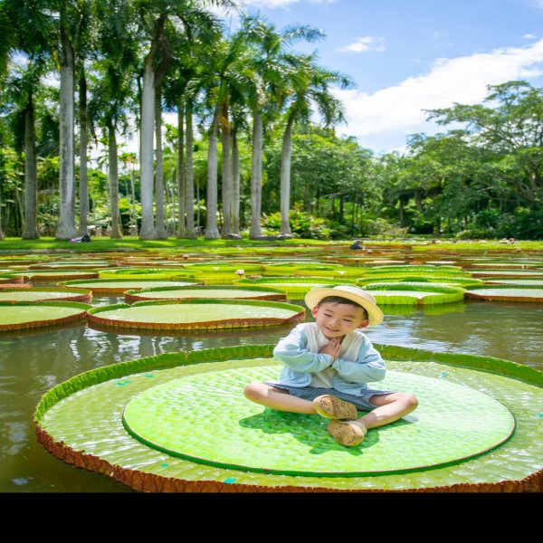 云南西双版纳热带植物园 - 图片3
