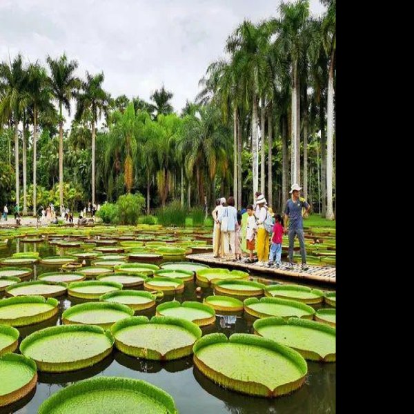 云南西双版纳热带植物园 - 图片7