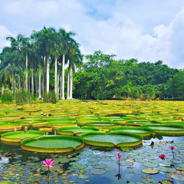 云南西双版纳热带植物园 - 图片9