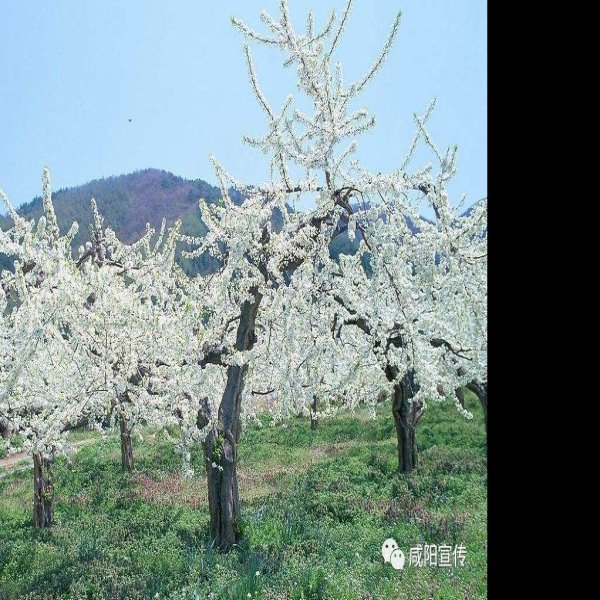 唐端陵碑刻 - 图片9