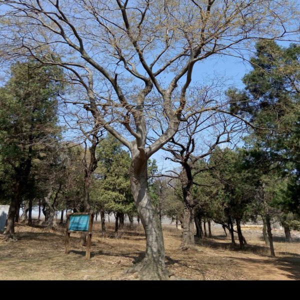 颜林 - 图片8