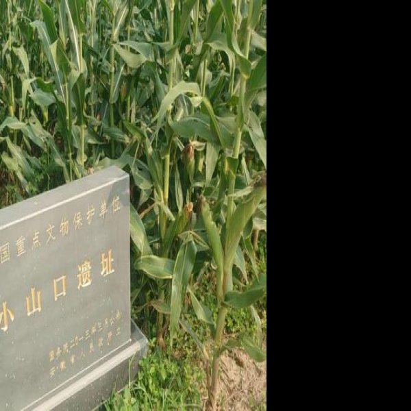 小山口遗址 - 图片10
