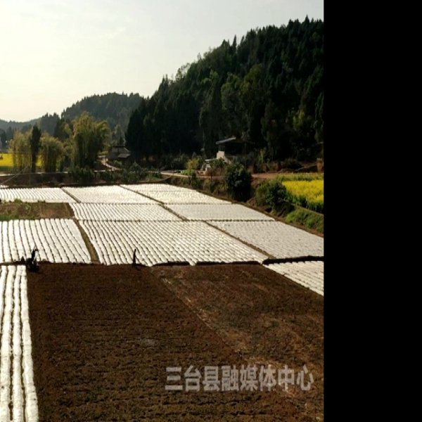 建平镇土墩墓群 - 图片8