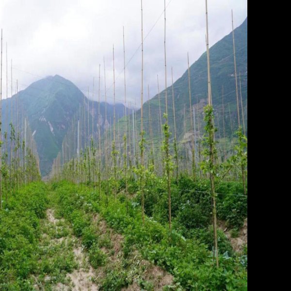 盘山古遗址 - 图片6
