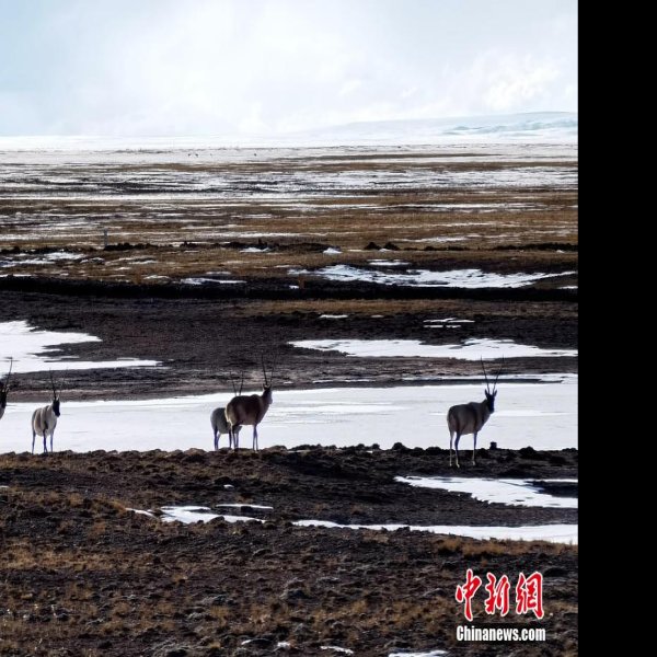 青海可可西里 - 图片3