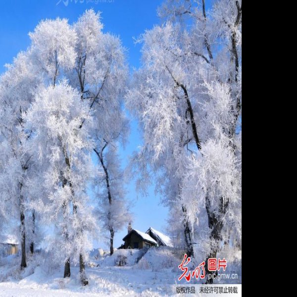 吉林雾凇岛 - 图片3