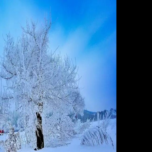 吉林雾凇岛 - 图片5