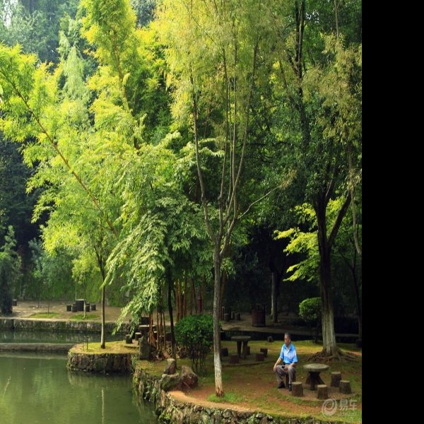 玉溪九龙池 - 图片5
