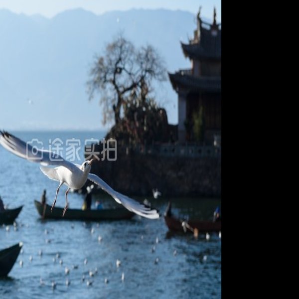 大理洱海公园 - 图片8