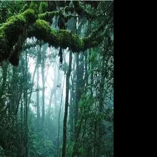 西双版纳热带雨林 - 图片1
