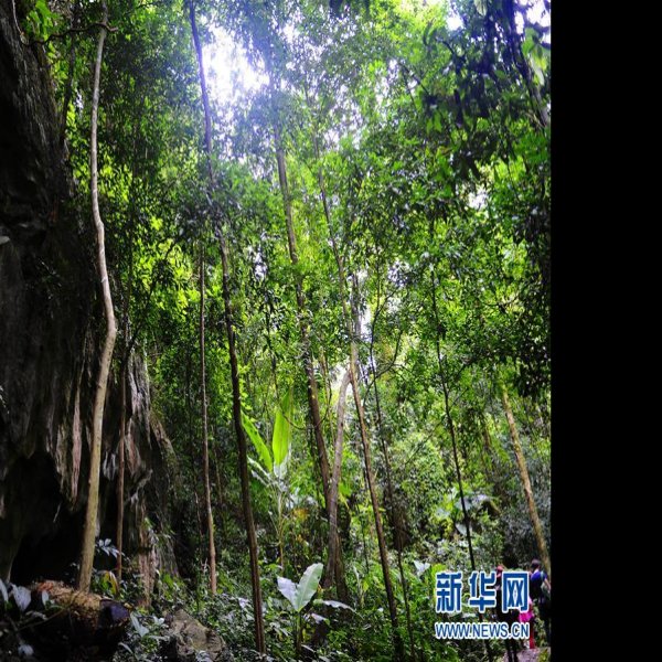 西双版纳热带雨林 - 图片6