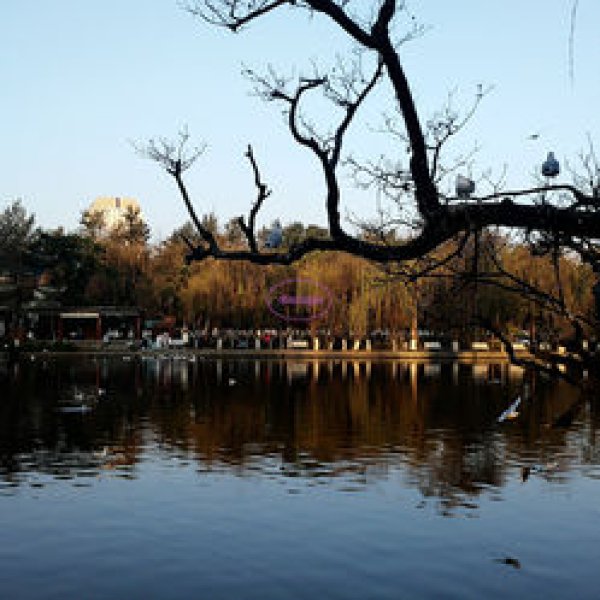 昆明翠湖公园 - 图片10