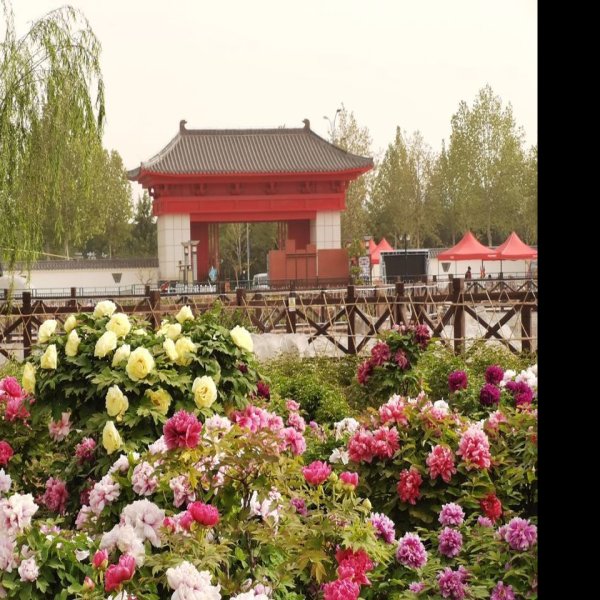 菏泽牡丹园 - 图片2