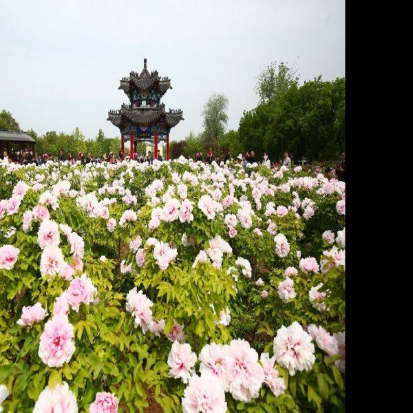 菏泽牡丹园 - 图片3