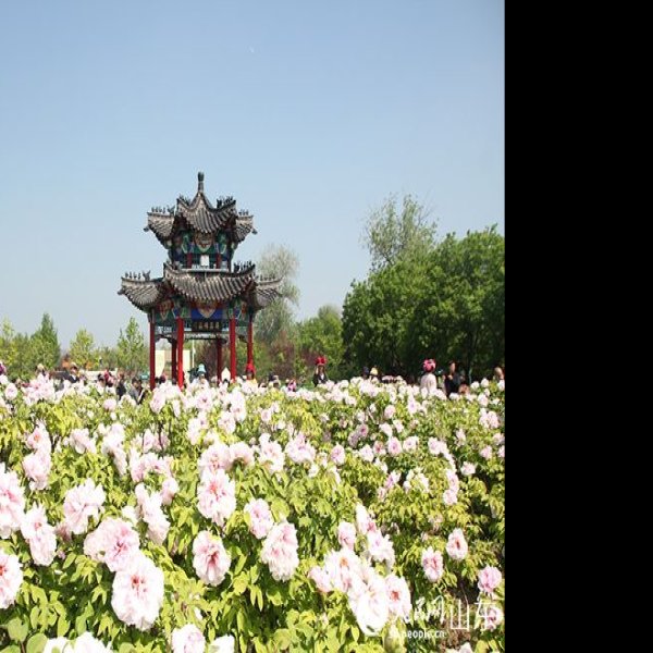 菏泽牡丹园 - 图片6