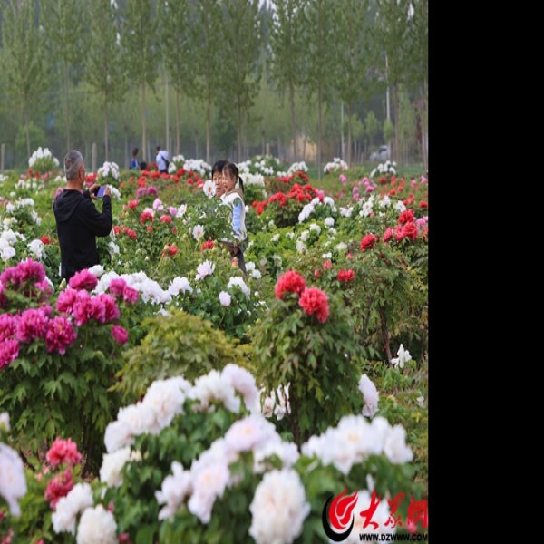 菏泽牡丹园 - 图片8