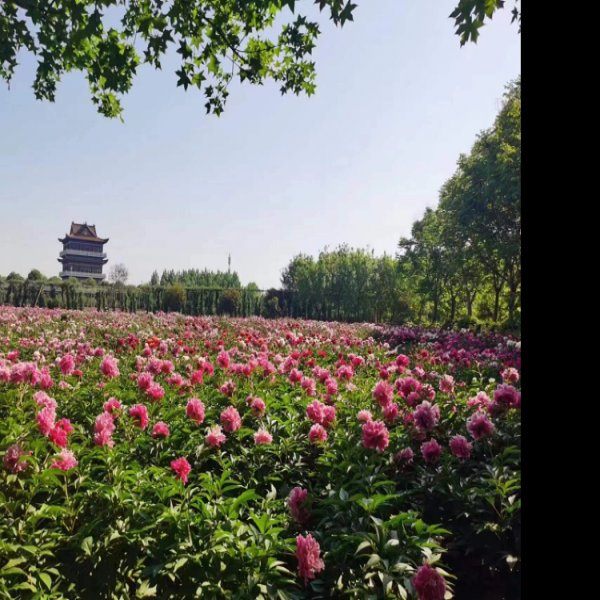 菏泽牡丹园 - 图片9