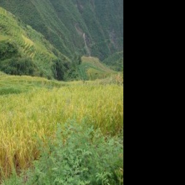叶家湾遗址 - 图片1