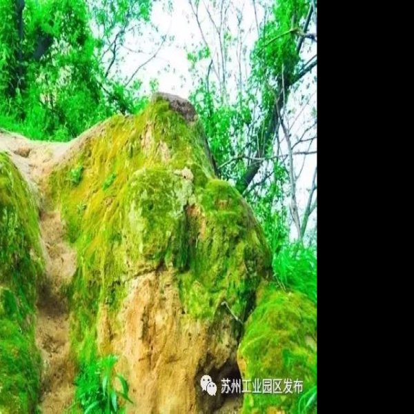 草鞋山遗址 - 图片7