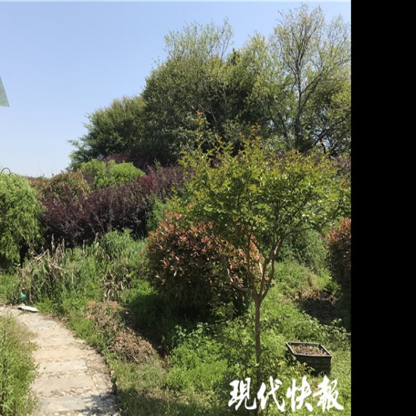 神墩遗址 - 图片10
