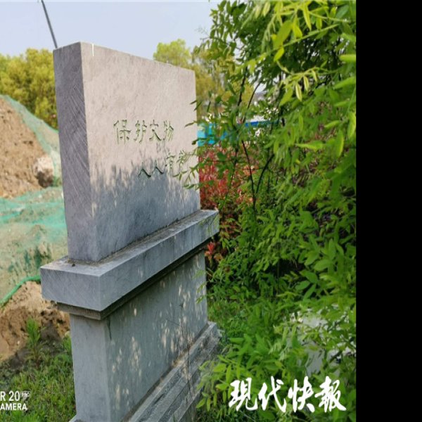 神墩遗址 - 图片4