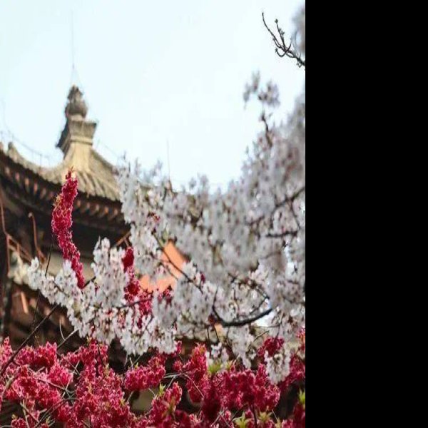 西安青龙寺 - 图片10