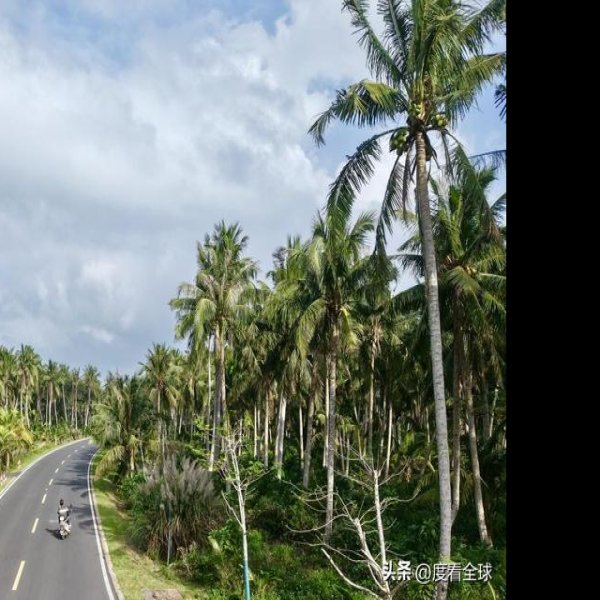 海南文昌东郊椰林 - 图片3