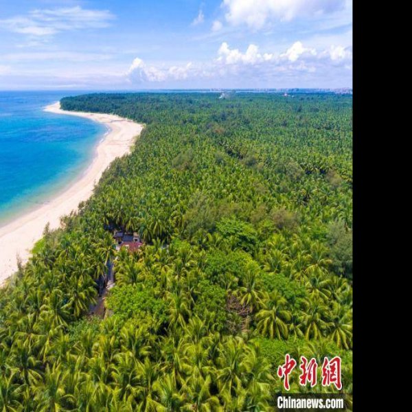 海南文昌东郊椰林 - 图片7