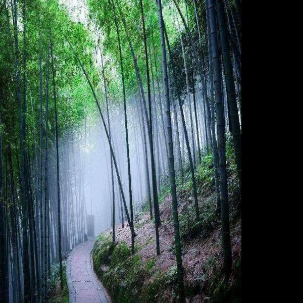 四川宜宾蜀南竹海 - 图片10