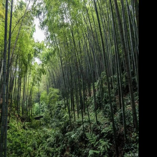 四川宜宾蜀南竹海 - 图片2