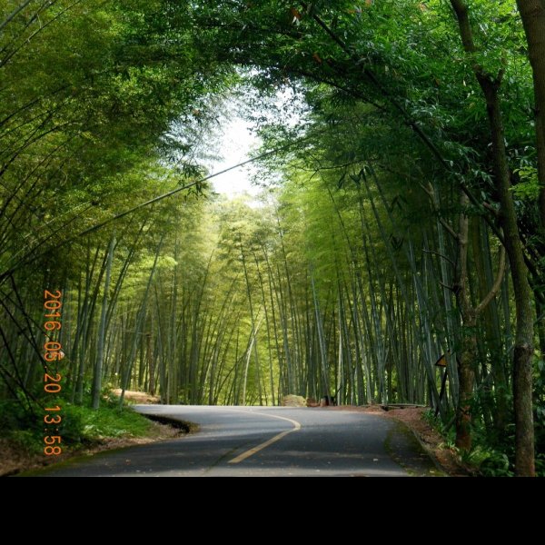 四川宜宾蜀南竹海 - 图片6