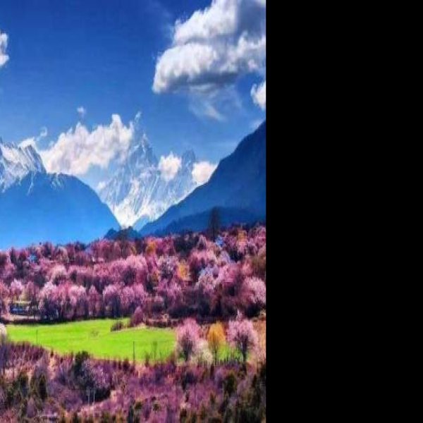 西藏林芝 - 图片4