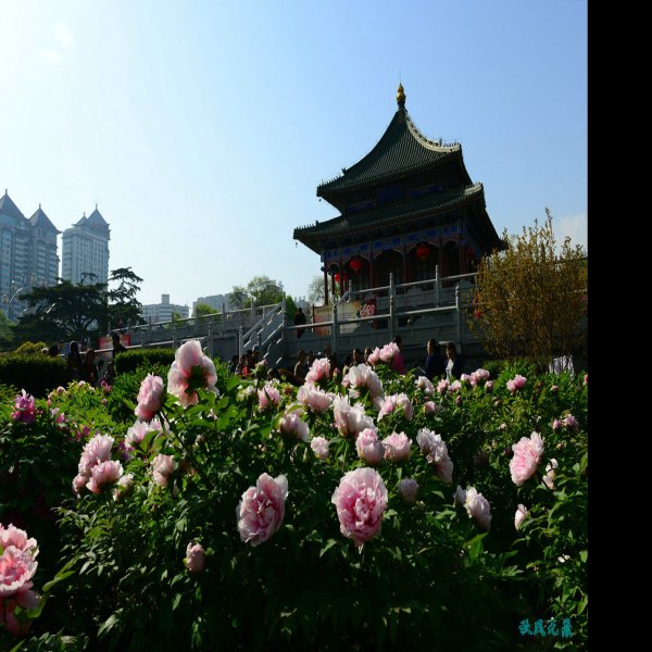 陕西西安兴庆宫 - 图片3