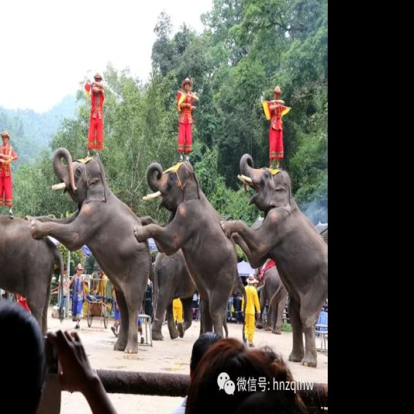 云南西双版纳野象谷 - 图片5