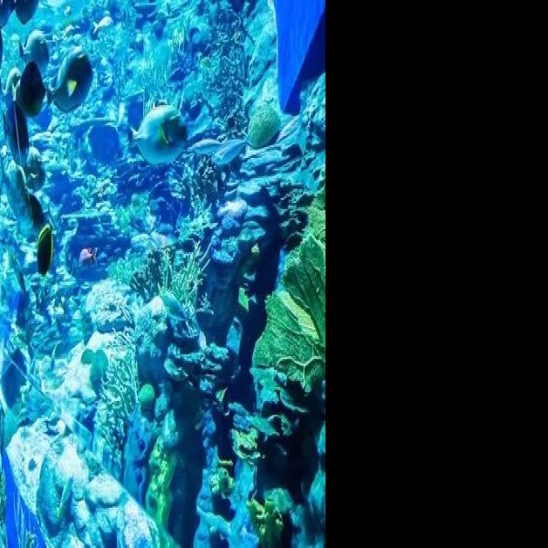 香港海洋公园 - 图片9