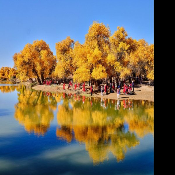 内蒙古阿拉善胡杨林 - 图片7