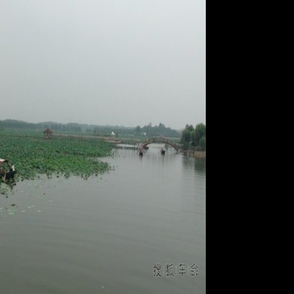 河北保定白洋淀 - 图片3